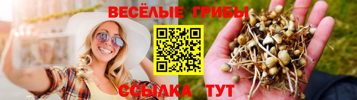 сколько стоит  Вход с VPN  Ачхой-Мартан  Псилоцибиновые грибы ЛСД  Псилоцибиновые грибы прущие грибы 